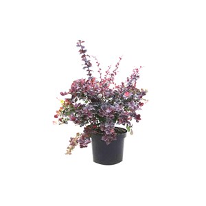 2 x épine-vinette  - berberis ottawensis 'superba'  - 40-50 cm pot