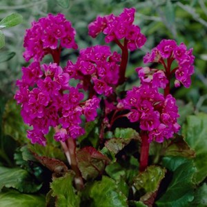 Bergenia 'abendglut' - godet 9x9 cm
