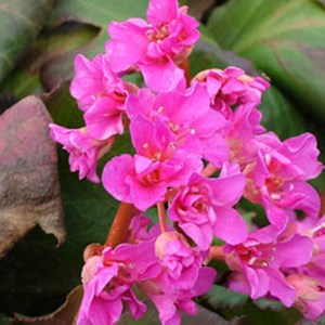 Bergenia 'abendglut' - godet 9x9 cm