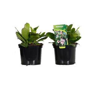 Bergenia 'silberlicht' - godet 9x9 cm