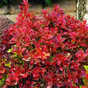 Épine-vinette de thunberg  - berberis thunbergii 'admiration'  - 20-25 cm pot