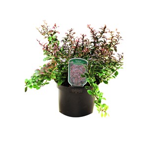 2 x épine-vinette de thunberg - berberis thunbergii 'atropurpurea nana' - 20-25