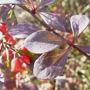 2 x épine-vinette à feuilles - berberis thunbergii 'atropurpurea' - 30-40 cm