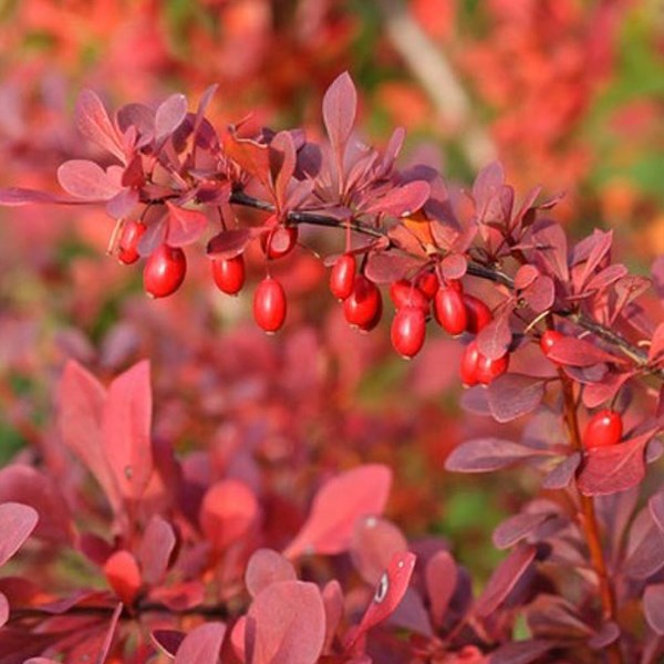 Arborix - 2 x épine-vinette à feuilles - berberis thunbergii 'atropurpurea' - 30-40 cm