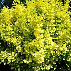 2 x épine-vinette de thunberg  - berberis thunbergii 'aurea'  - 15-20 cm pot