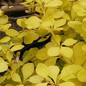 2 x épine-vinette de thunberg  - berberis thunbergii 'aurea'  - 15-20 cm pot