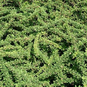 2 x épine-vinette de thunberg - berberis thunbergii 'green carpet' - 25-30 cm