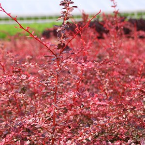 2 x épine-vinette de thunberg - berberis thunbergii 'harlequin' - 30-40 cm pot