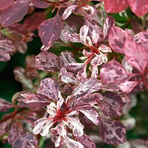 2 x épine-vinette à feuilles  - berberis thunbergii 'rose glow'  - 30-40 cm pot