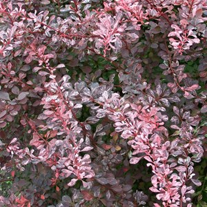 2 x épine-vinette à feuilles  - berberis thunbergii 'rose glow'  - 30-40 cm pot