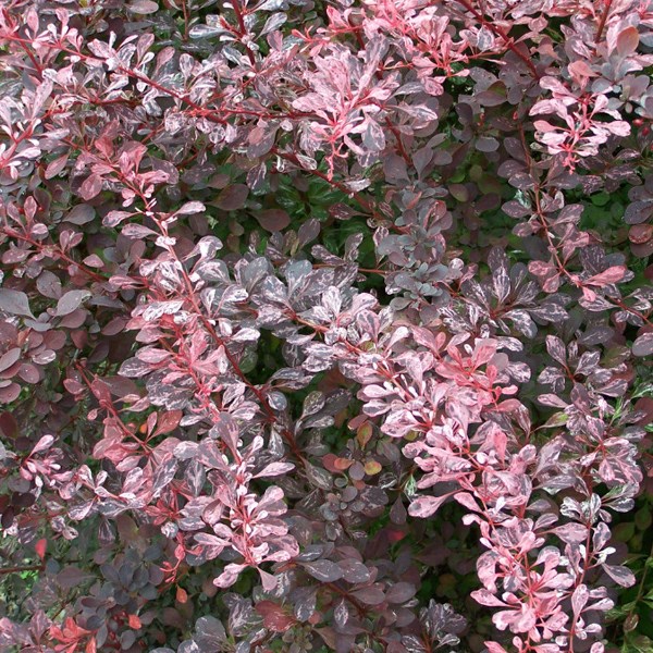 Arborix - 2 x épine-vinette à feuilles  - berberis thunbergii 'rose glow'  - 30-40 cm pot