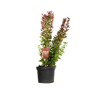 2 x épine-vinette de thunberg - berberis thunbergii 'red rocket' - 25-30 cm pot