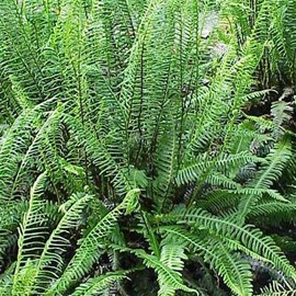 6 x blechnum en épi - blechnum spicant  - godet 9x9 cm