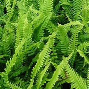 6 x blechnum en épi - blechnum spicant  - godet 9x9 cm