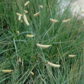 6 x peigne gazon - bouteloua gracilis  - godet 9x9 cm