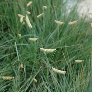 6 x peigne gazon - bouteloua gracilis  - godet 9x9 cm