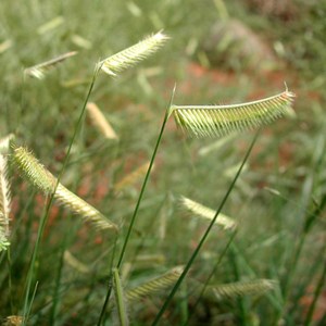 6 x peigne gazon - bouteloua gracilis  - godet 9x9 cm