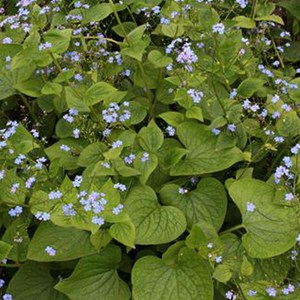 6 x buglosse du caucase - brunnera macrophylla  - godet 9x9 cm