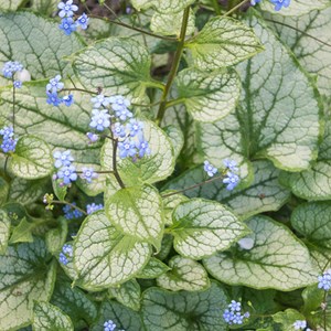 6 x buglosse du caucase - brunnera macrophylla  - godet 9x9 cm