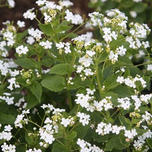 6 x buglosse de sibérie  - brunnera macrophylla 'betty bowring'  - godet 9x9 cm