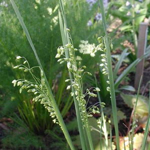 6 x brize intermédiaire - briza media  - godet 9x9 cm