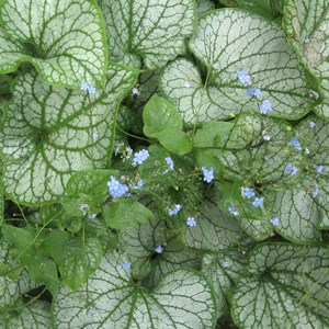 6 x buglosse de sibérie  - brunnera macrophylla 'jack frost'  - godet 9x9 cm