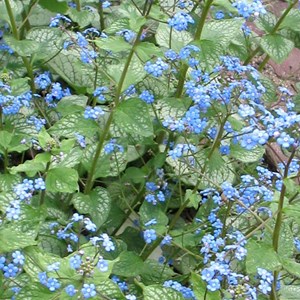 6 x buglosse de sibérie  - brunnera macrophylla 'jack frost'  - godet 9x9 cm