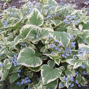 6 x buglosse de sibérie - brunnera macrophylla 'variegata'  - godet 9x9 cm