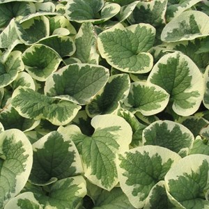 6 x buglosse de sibérie - brunnera macrophylla 'variegata'  - godet 9x9 cm