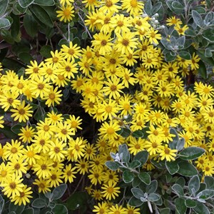 2 x séneçon gris  - brachyglottis 'sunshine'  - 20-30 cm pot