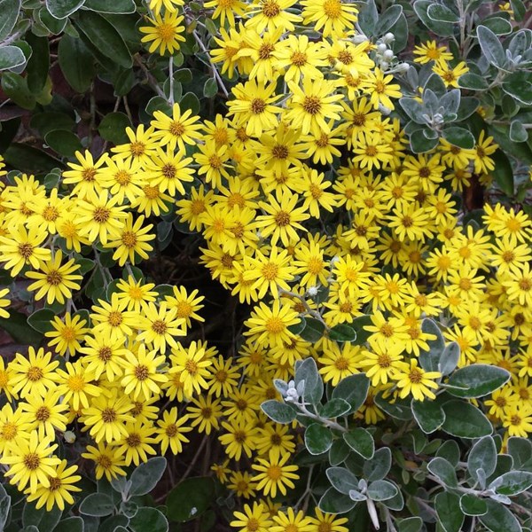 2 x séneçon gris - brachyglottis 'sunshine' - 20-30 cm pot