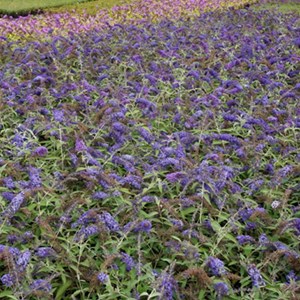 2 x arbre aux papillons  - buddleja davidii 'adonis blue'  - 30-40 cm pot