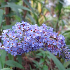 2 x arbre aux papillons  - buddleja davidii 'adonis blue'  - 30-40 cm pot