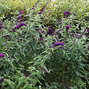 2 x arbre aux papillons  - buddleja davidii 'black knight'  - 40-60 cm pot