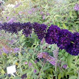 2 x arbre aux papillons  - buddleja davidii 'black knight'  - 40-60 cm pot