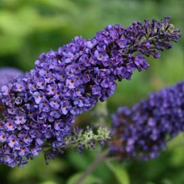2 x arbre aux papillons  - buddleja davidii 'empire blue'  - 40-60 cm pot