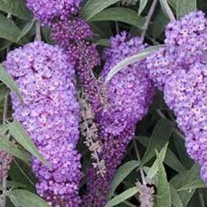 2 x arbre aux papillons  - buddleja davidii 'nanho blue'  - 40-60 cm pot