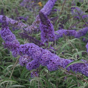 2 x arbre aux papillons  - buddleja davidii 'nanho blue'  - 40-60 cm pot