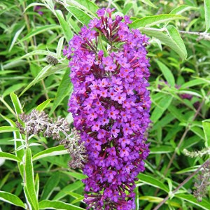 2 x arbre aux papillons  - buddleja davidii 'nanho purple'  - 40-60 cm pot