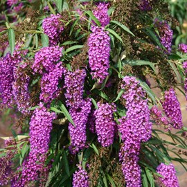 2 x arbre aux papillons  - buddleja davidii 'nanho purple'  - 40-60 cm pot