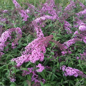 2 x arbre aux papillons  - buddleja davidii 'pink delight'  - 40-60 cm pot