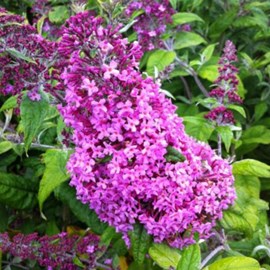 2 x arbre aux papillons  - buddleja davidii 'pink delight'  - 40-60 cm pot