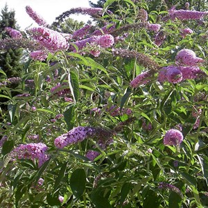 2 x arbre aux papillons  - buddleja davidii 'peacock'  - 30-40 cm pot