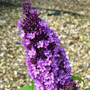 2 x arbre aux papillons  - buddleja davidii 'peacock'  - 30-40 cm pot