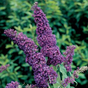2 x arbre aux papillons  - buddleja davidii 'purple emperor'  - 30-40 cm pot