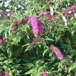 2 x arbre aux papillons  - buddleja davidii 'royal red'  - 40-60 cm pot
