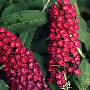 2 x arbre aux papillons  - buddleja davidii 'royal red'  - 40-60 cm pot