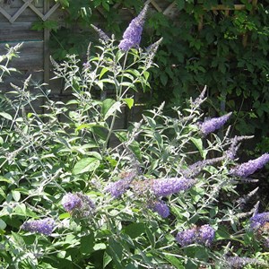 2 x arbre aux papillons  - buddleja 'lochinch'  - 40-60 cm pot