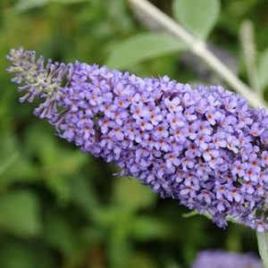2 x arbre aux papillons  - buddleja 'lochinch'  - 40-60 cm pot