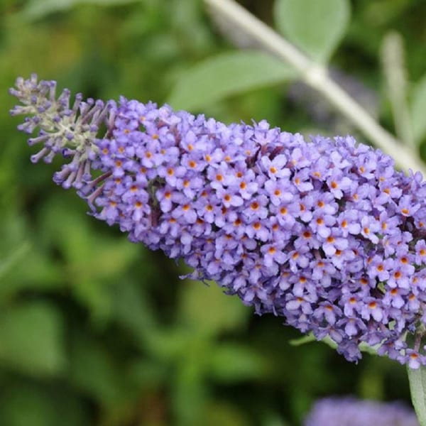 2 x arbre aux papillons - buddleja 'lochinch' - 40-60 cm pot